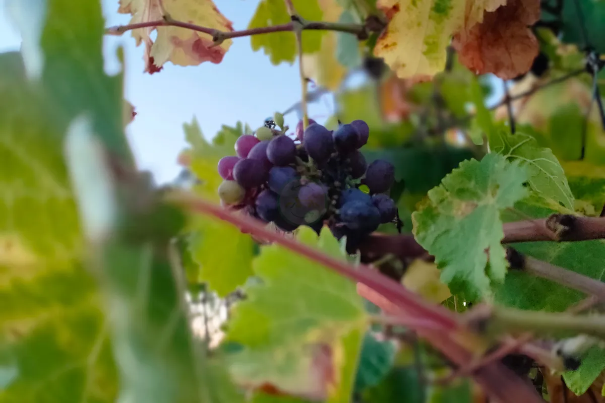 ebikerentalandtourpuglia-13_wine-tasting